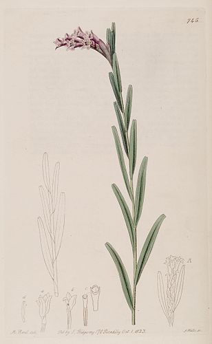 Isochilus linearis